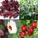 iagrifarm-hibiscus-roselle-flower-dry-25-81niSkiFYhL.jpg