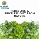 dr-bram-s-organic-blessed-thistle-herb-e-61Ewg9Kz1dL.jpg