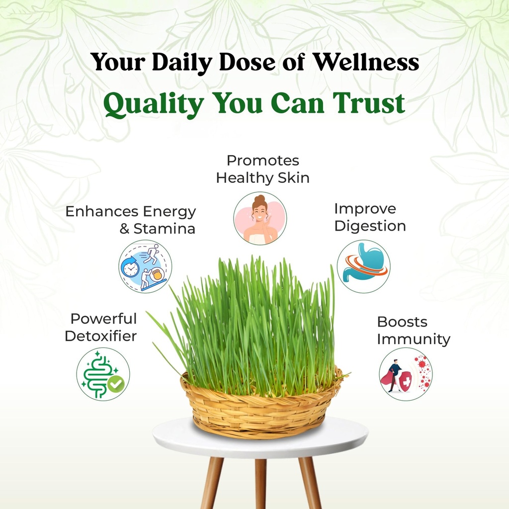 wheatgrass-juice-500ml-71NN98t6dyL.jpg