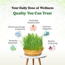 wheatgrass-juice-500ml-71NN98t6dyL.jpg