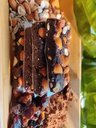 vegochef-vegan-cocoa-almond-zero-added-s-915Q5mCzNmL.jpg