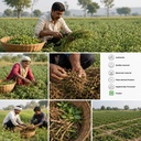 kali-musli-powder-50gm-curculigo-orchioi-81pTltXJajL.jpg