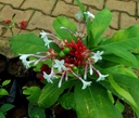 sarpagandha-plant-original-pack-of-1-61mvukQI+xL.jpg