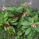 sarpagandha-plant-original-pack-of-1-71oeHZo208L.jpg