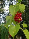 kb-natural-giloy-neem-tree-guruch-gulvel-71iBhl+MnaL.jpg
