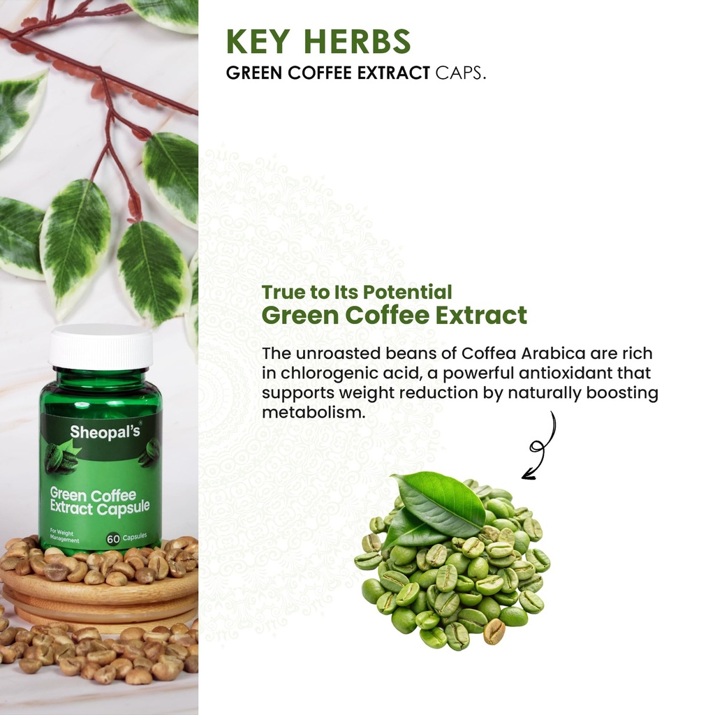 sheopals-green-coffee-extract-capsules-6-71TRtD9oLIL.jpg