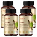 jiva-giloy-60-1-capsule-for-digestion-10-61ehKVrFztL.jpg