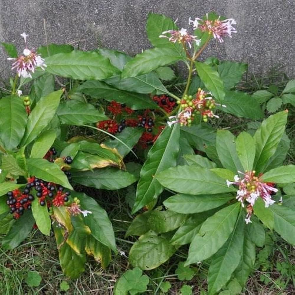 sarpa-gandha-plant-original-pack-of-1-71oeHZo208L.jpg