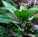 sarpa-gandha-plant-original-pack-of-1-61vNpjYJXaL.jpg