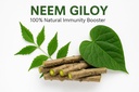 natural-neem-giloy-fresh-plant-sticks-6--61qIZLn5ZhL.jpg