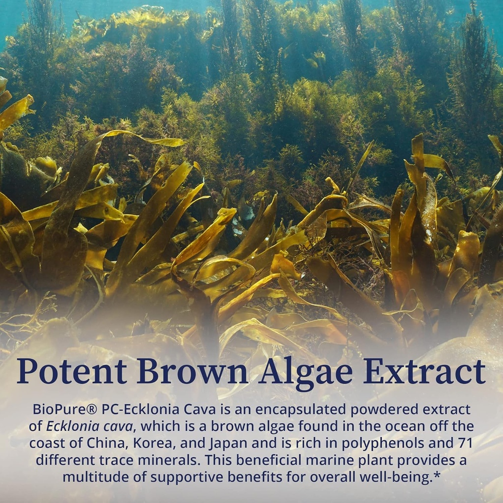 biopure-pc-ecklonia-cava-potent-brown-al-5.jpg