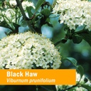 herb-pharm-certified-organic-black-haw-l-2.jpg