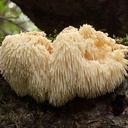 earthborn-elements-lions-mane-200-capsul-6.jpg