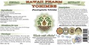 Hawaii Pharm Yohimbe Alcohol-Free Liquid Extract, Yohimbe Liquid (Pausinystalia Yohimbe) Dried Bark Glycerite Natural Herbal Supplement, USA 32 fl.oz 3