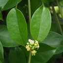 earthborn-elements-gymnema-sylvestre-200-5.jpg