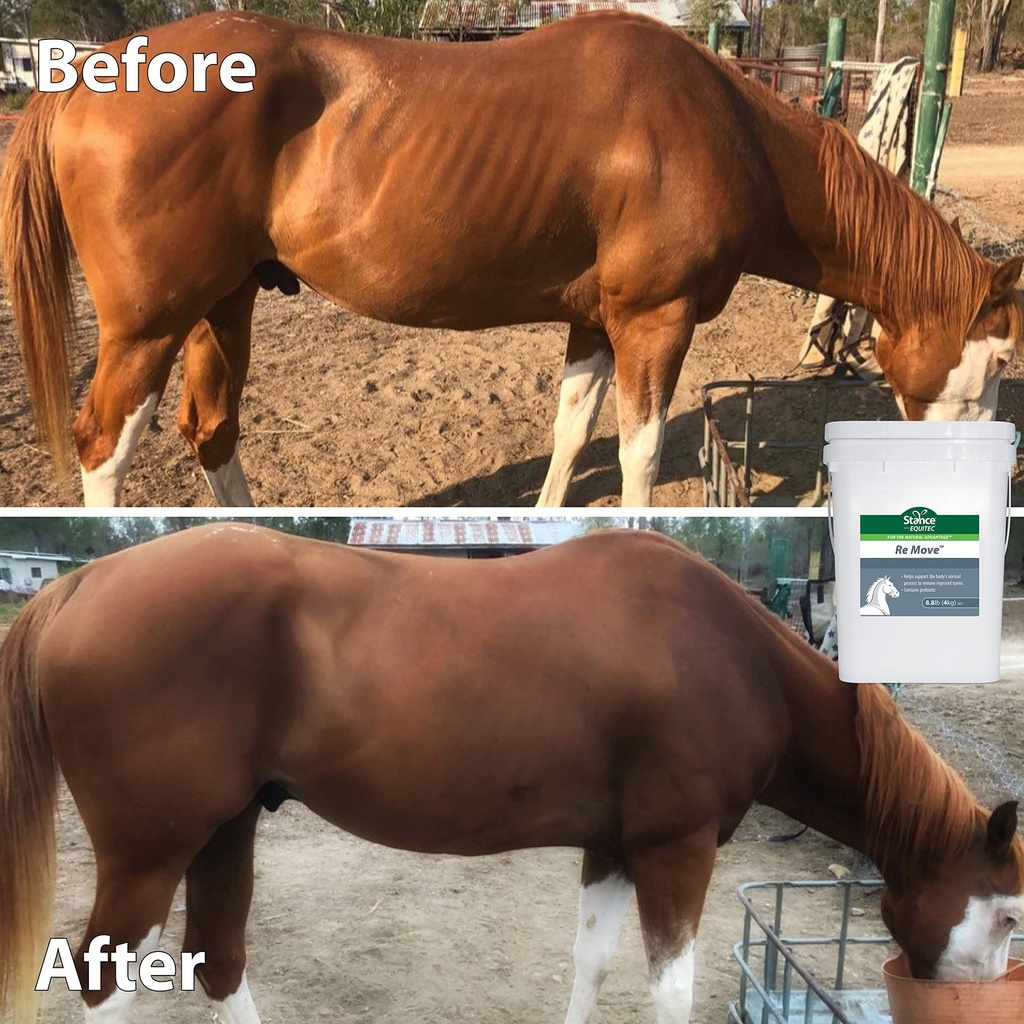 stance-equitec-re-move-horse-supplements-6.jpg