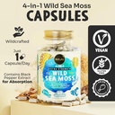 maju-superfoods-4-in-1-sea-moss-capsules-4.jpg