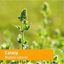 herb-pharm-catnip-liquid-herbal-extract--6.jpg