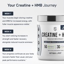 steelfit-creatine-hmb-powder-5g-creapure-6.jpg