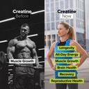 complement-protein-creatine-bundle-organ-6.jpg