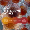 novex-biotech-thermodyne-thermogenic-fat-4.jpg