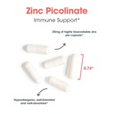arg-zinc-picolinate-supports-healthy-imm-5.jpg