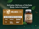 naturanectar-brown-bee-propolis-nsf-cont-3.jpg