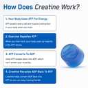 steelfit-creapure-creatine-monohydrate-g-6.jpg