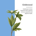 eclectic-herb-goldenseal-extract-immune--2.jpg