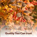 micro-ingredients-berberine-hcl-with-cey-5.jpg