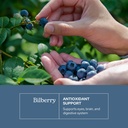 eclectic-herb-bilberry-capsules-vision-h-3.jpg