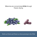 eclectic-herb-bilberry-capsules-vision-h-6.jpg
