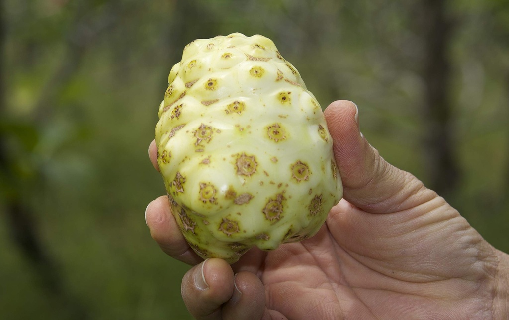 virgin-noni-powder-100-pure-hawaiian-non-4.jpg