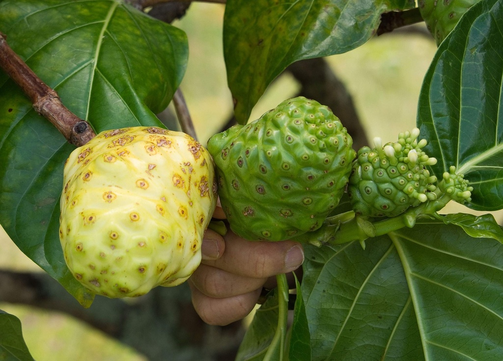 virgin-noni-powder-100-pure-hawaiian-non-3.jpg