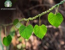 ayurvedashree-guduchi-powder-100-gm-2.jpg