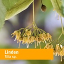 herb-pharm-linden-liquid-extract-for-car-2.jpg