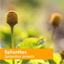 herb-pharm-spilanthes-liquid-extract-org-6.jpg