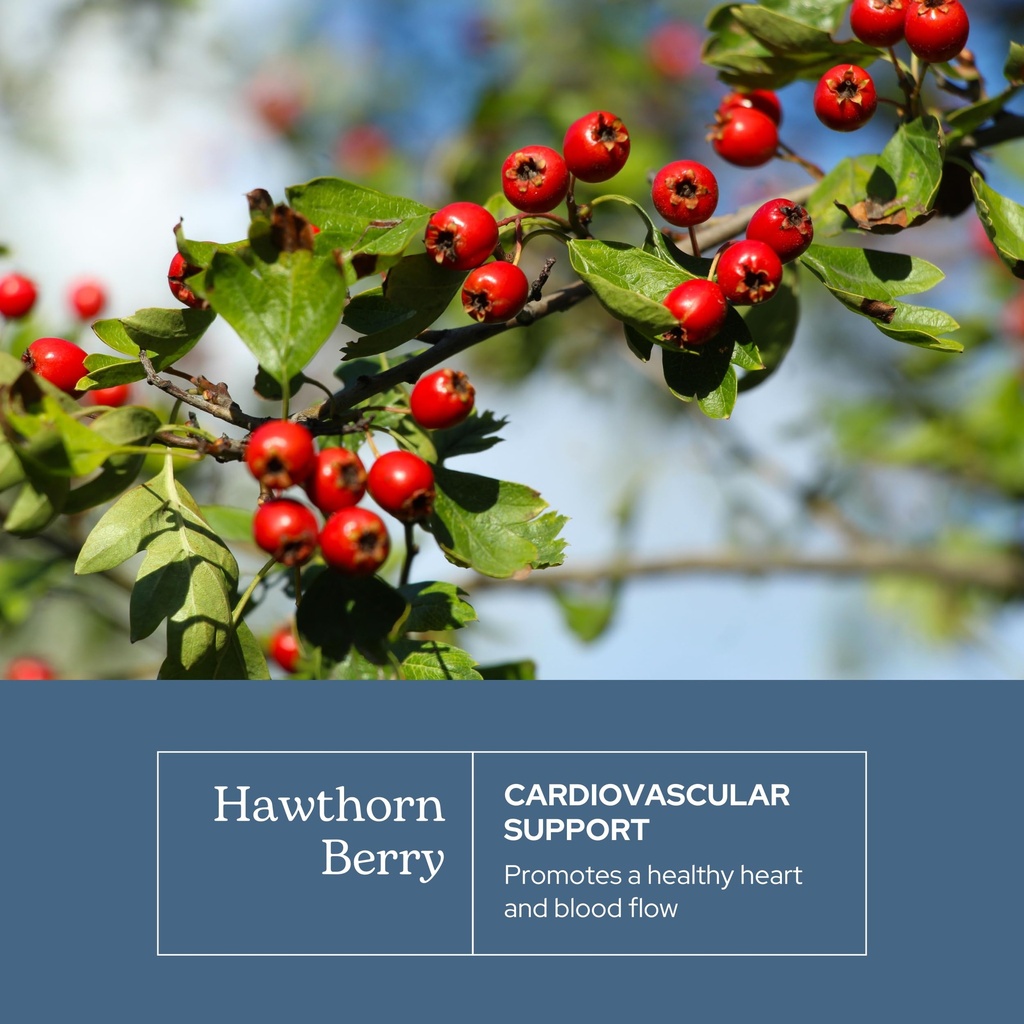 eclectic-herb-hawthorn-berry-capsules-ca-3.jpg