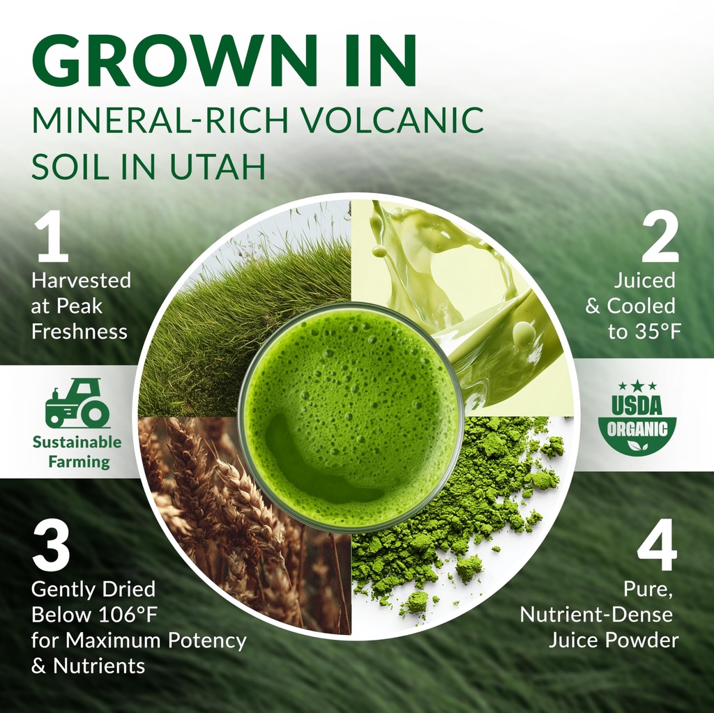 wheat-grass-powder-organic-premium-wheat-5.jpg