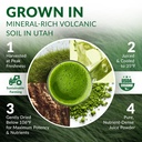 wheat-grass-powder-organic-premium-wheat-5.jpg