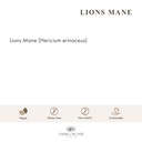anima-mundi-apothecary-lions-mane-brain--2.jpg