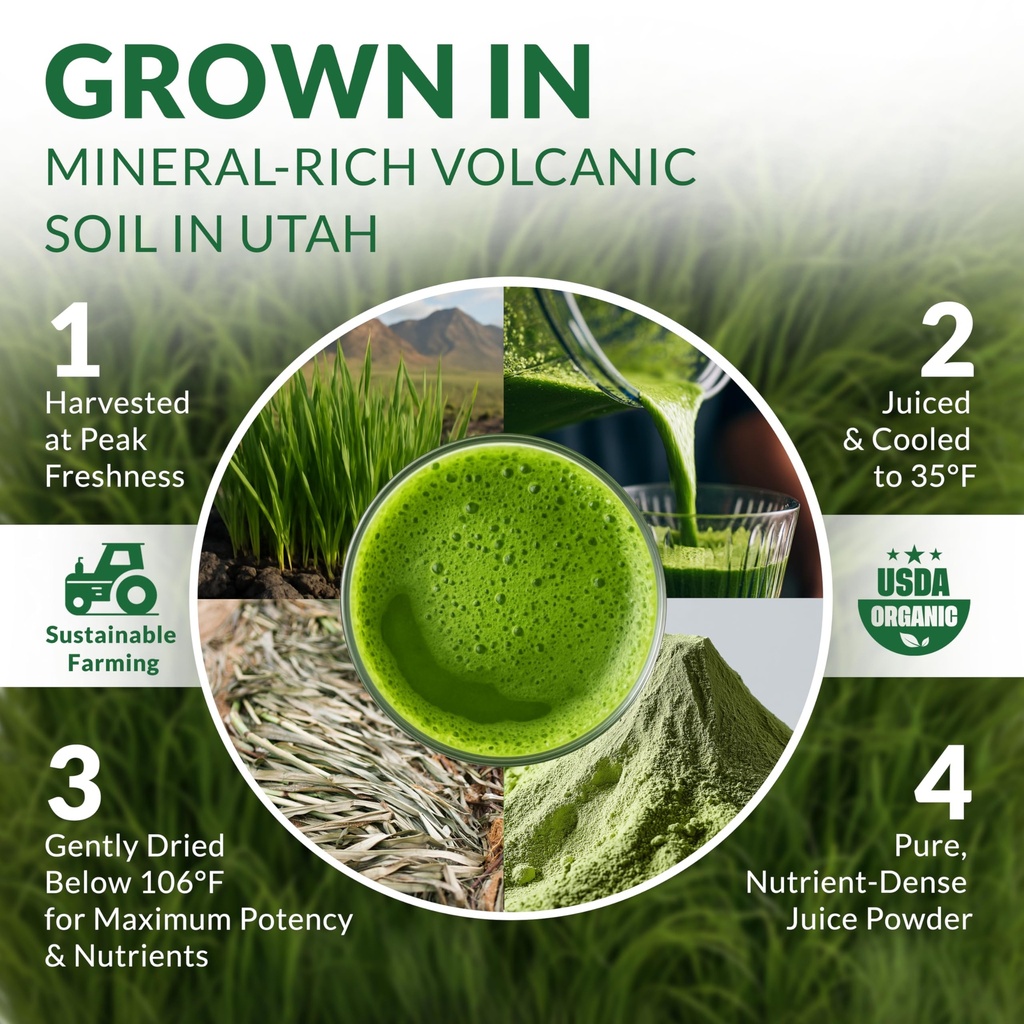 barley-grass-juice-powder-organic-source-5.jpg
