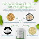 phospholipid-synergy-powder-antioxidant--3.jpg