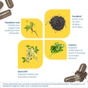researched-nutritionals-toxinpul-kidney--6.jpg