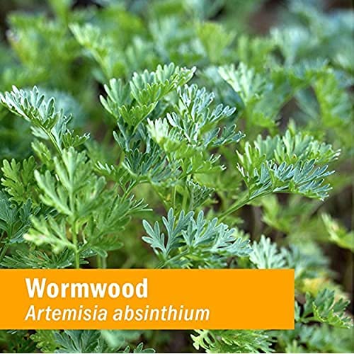herb-pharm-wormwood-extract-certified-or-6.jpg