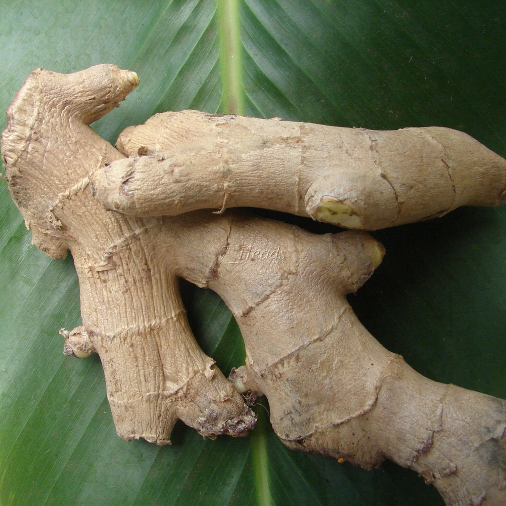 live-10-rhizomes-of-edible-ginger-roots--3.jpg