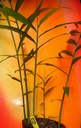 live-10-rhizomes-of-edible-ginger-roots--4.jpg
