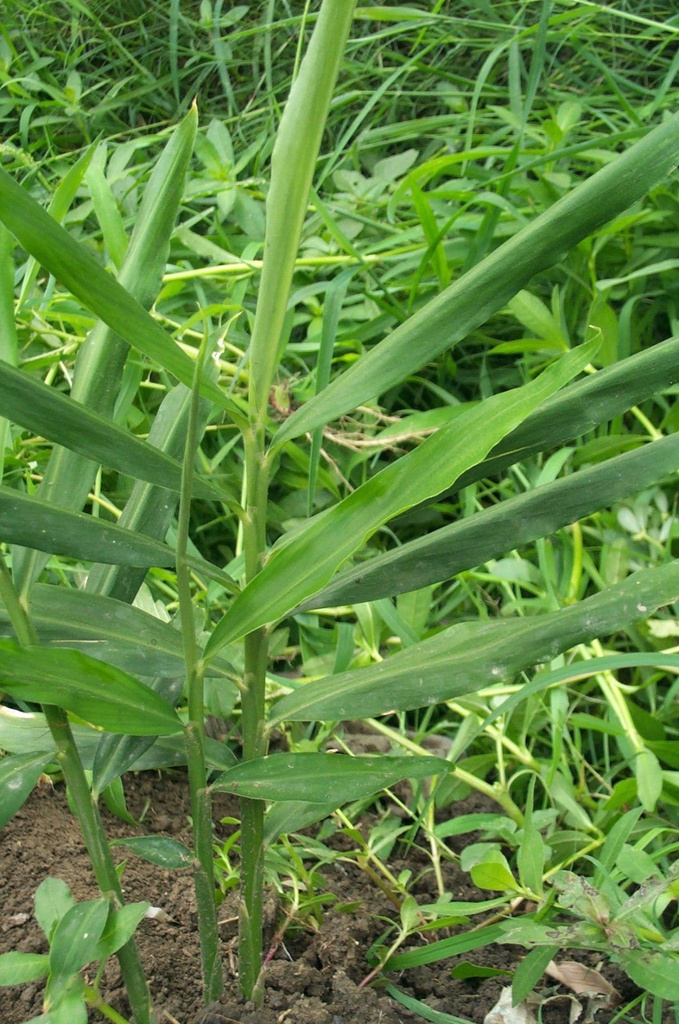 live-10-rhizomes-of-edible-ginger-roots--2.jpg