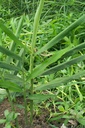 live-10-rhizomes-of-edible-ginger-roots--2.jpg