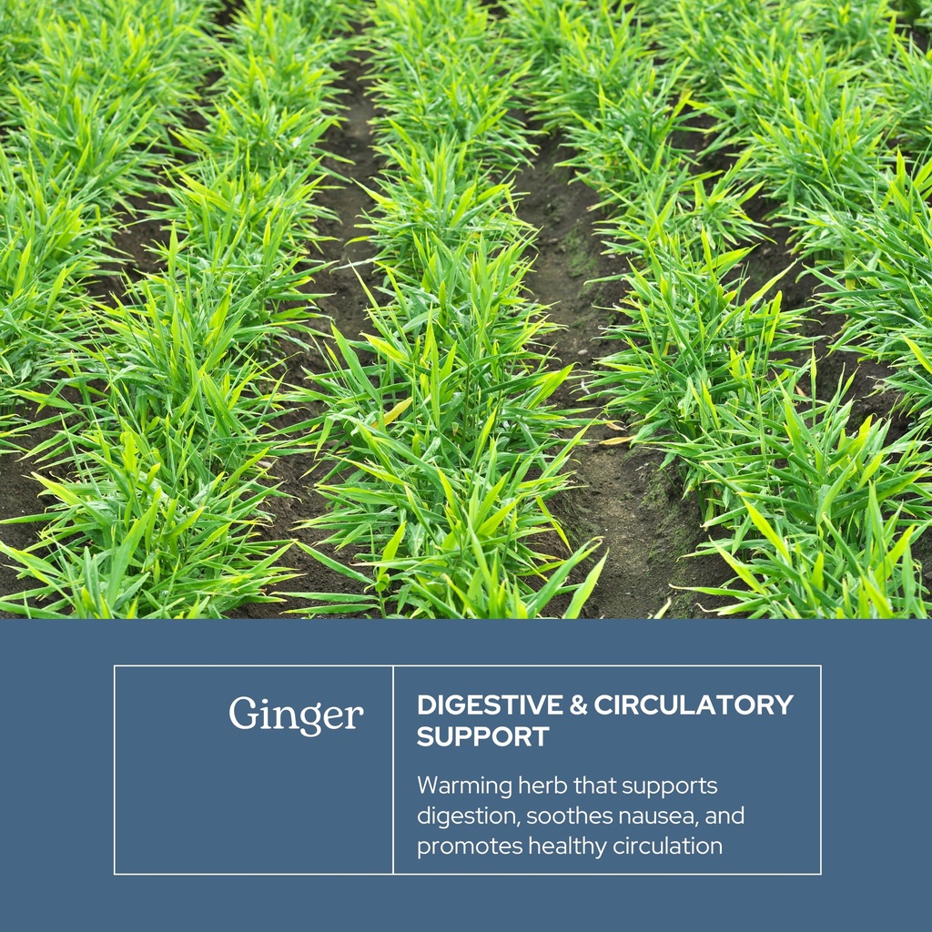 eclectic-ginger-395-mg-cog-fduv-blue-50--3.jpg